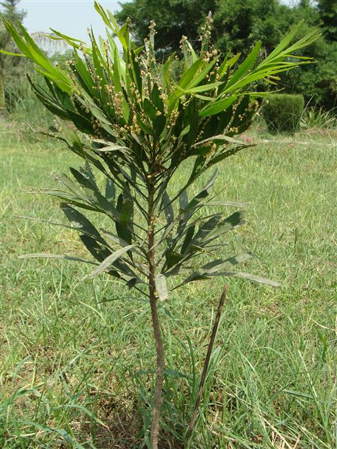 Phyllanthus angustifolius